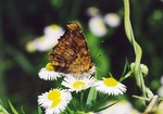 papillon01.jp 